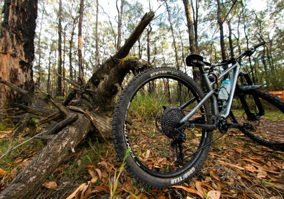 Mountain Bike leaning against a tree at the Yaugher Network Trails - Ride Forrest (Forrest MTB) Website